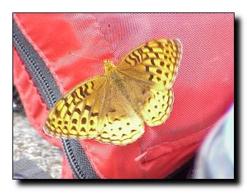 butterfly