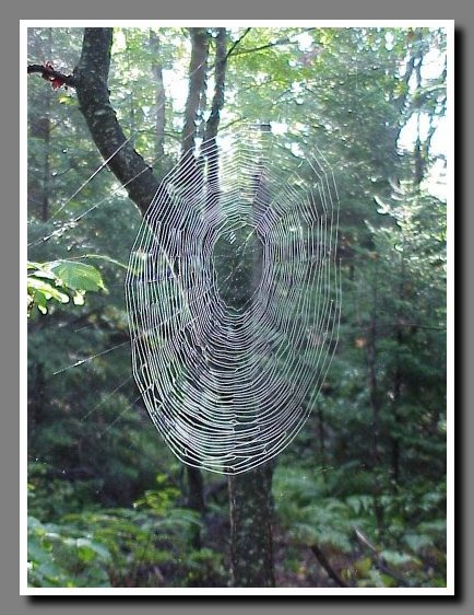web