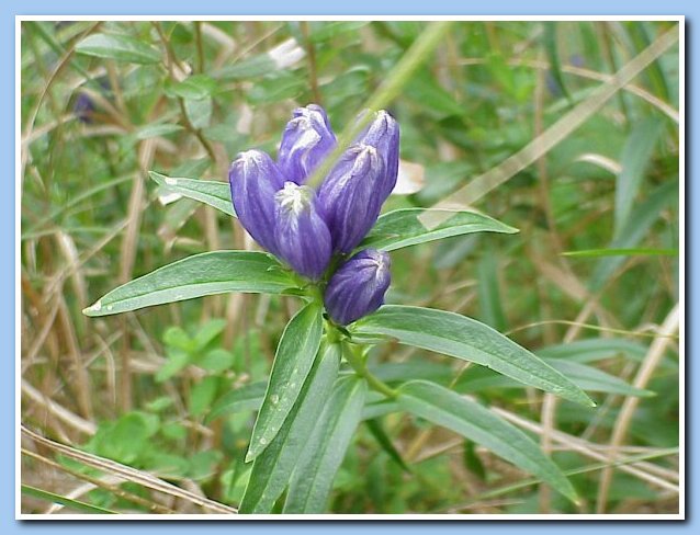 gentian