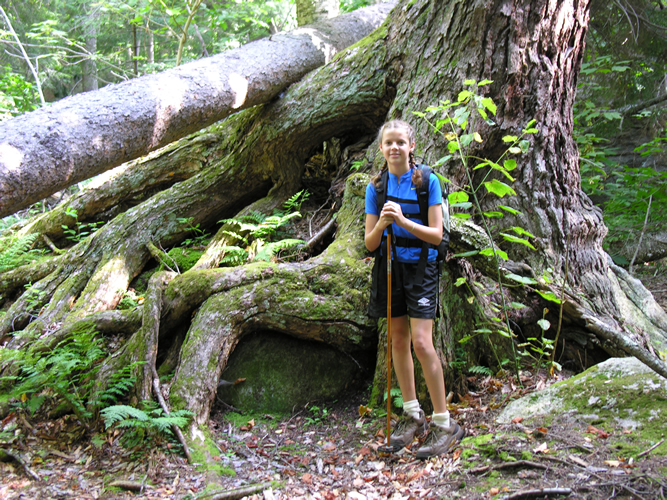 crazy_tree_1