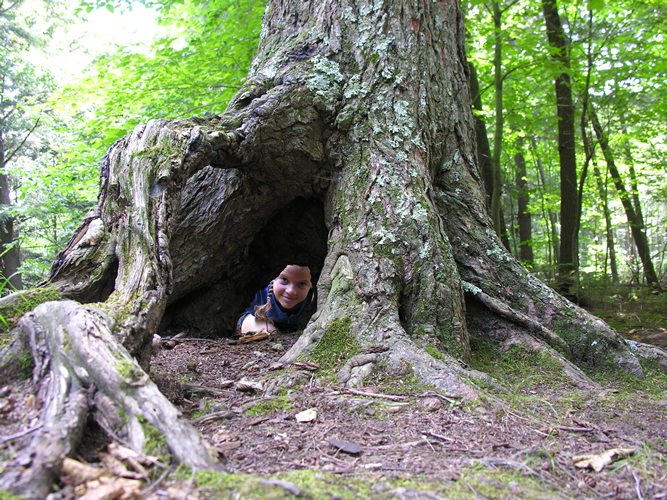 crazy_tree_2